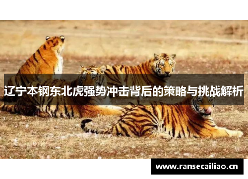 辽宁本钢东北虎强势冲击背后的策略与挑战解析